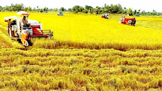 Rice harvest in the Mekong Delta (Photo: SGGP)
